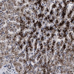 ACOX1 Antibody, Novus Biologicals 25 &mu;L; Unlabeled:Antibodies, Polyclonal